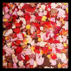 red leaves carpet the ground